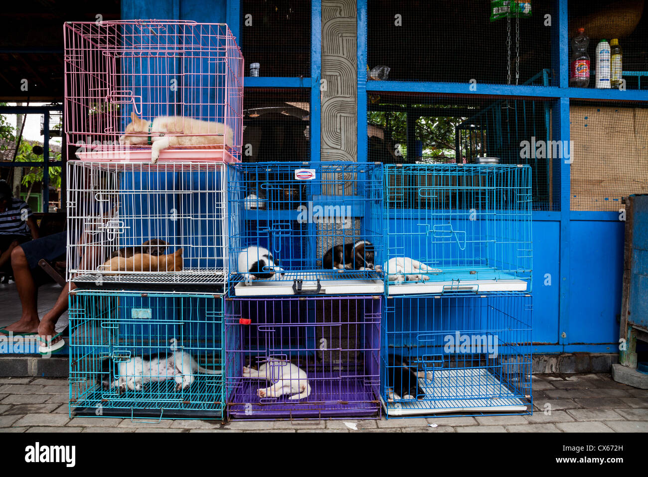 Little Dogs in Cages on the Bird Market in Yogyakarta Indonesia Stock Photo