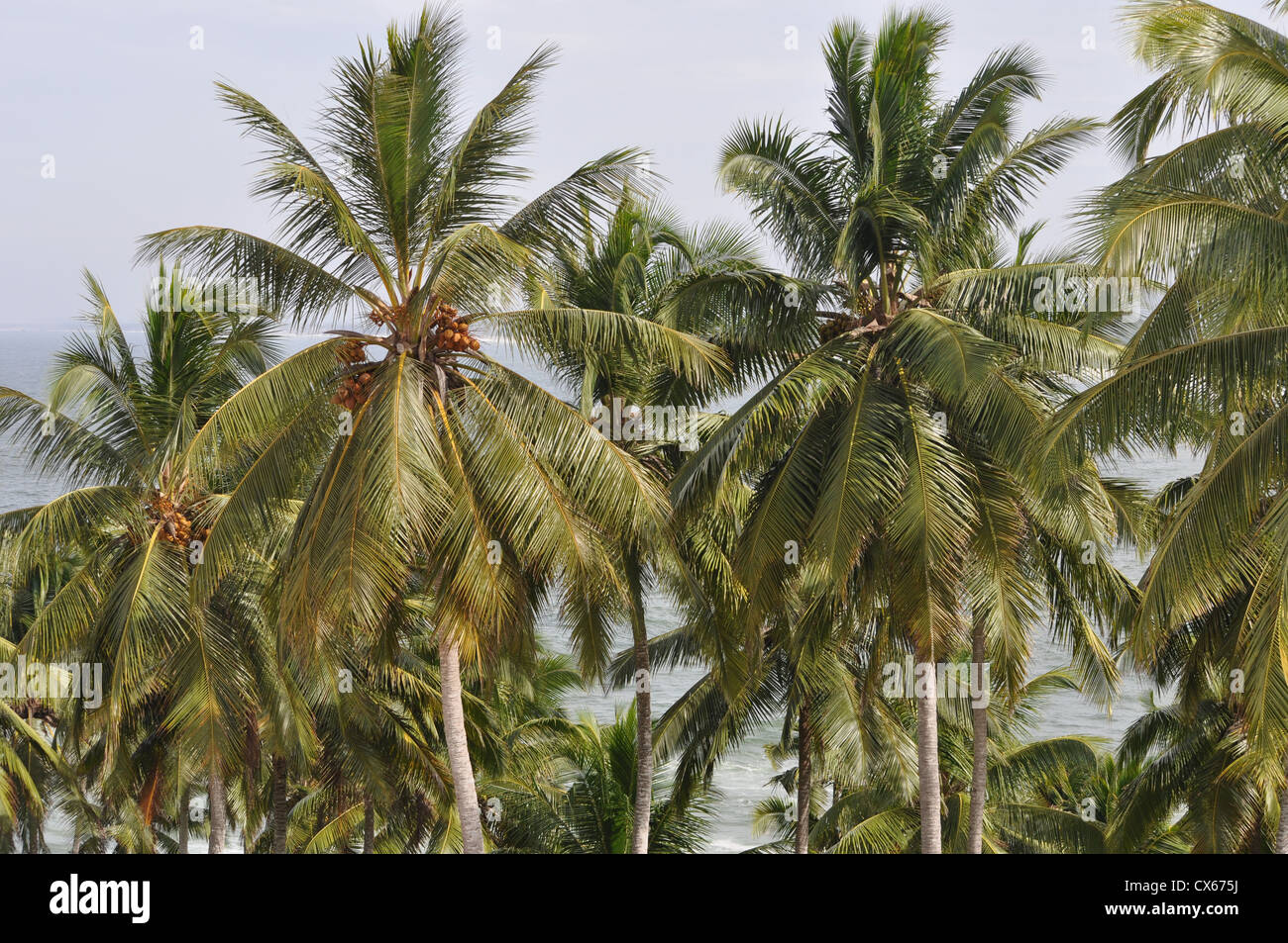 Coconut fronds hires stock photography and images Alamy
