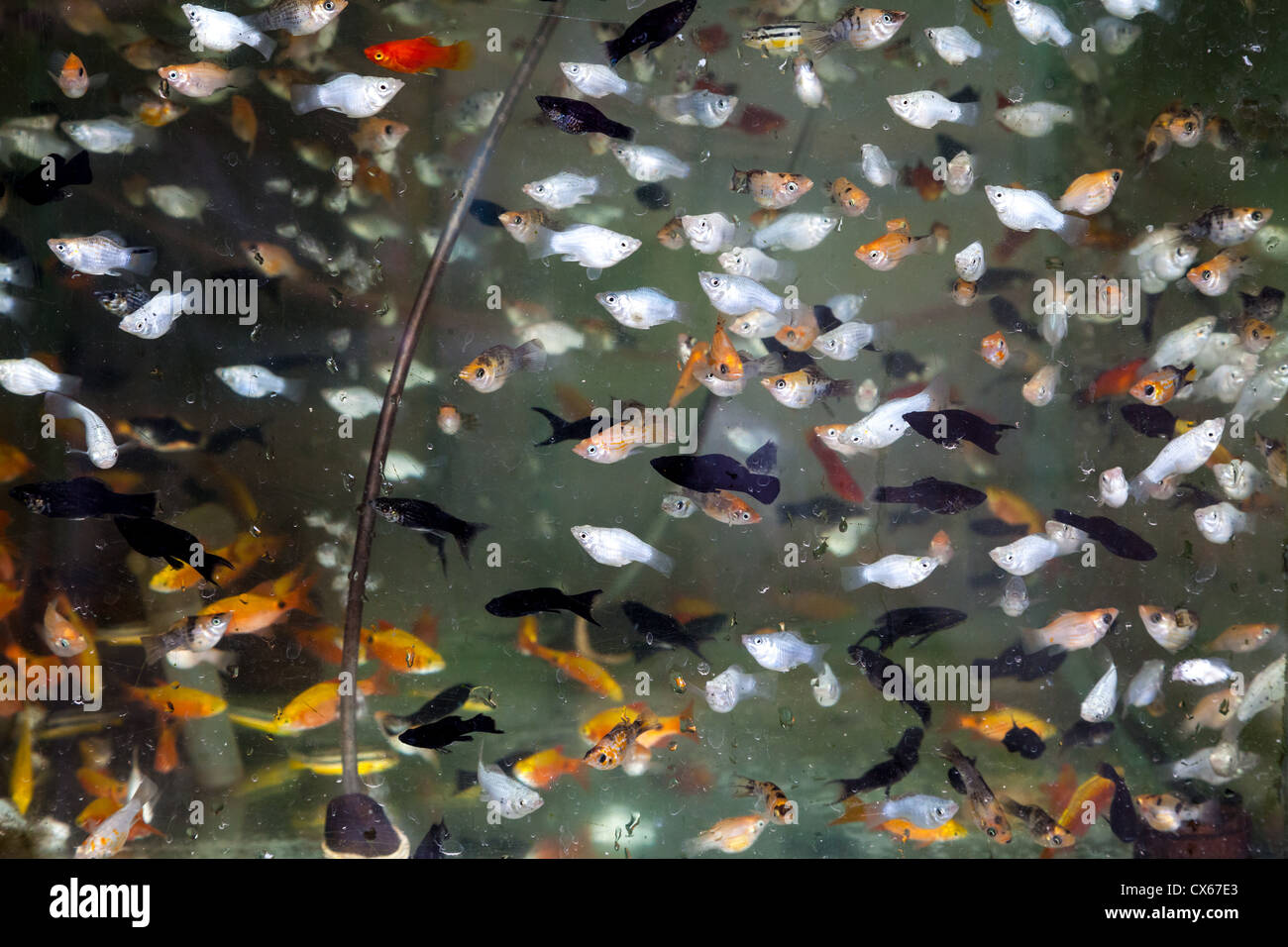 Sell aquarium fish hires stock photography and images Alamy