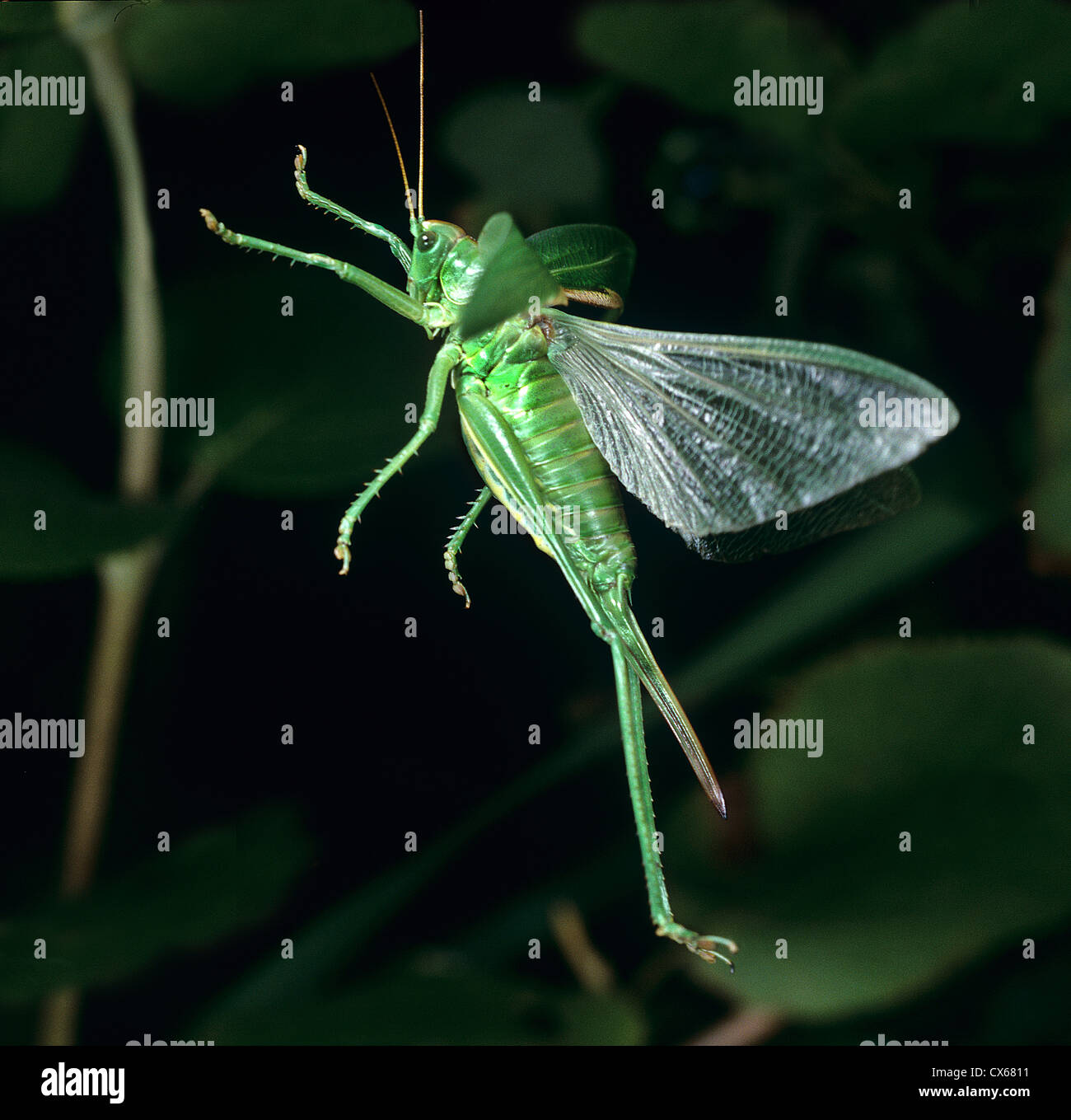 Great Green Bushcricket (Tettigonia viridissima) in flight Stock Photo