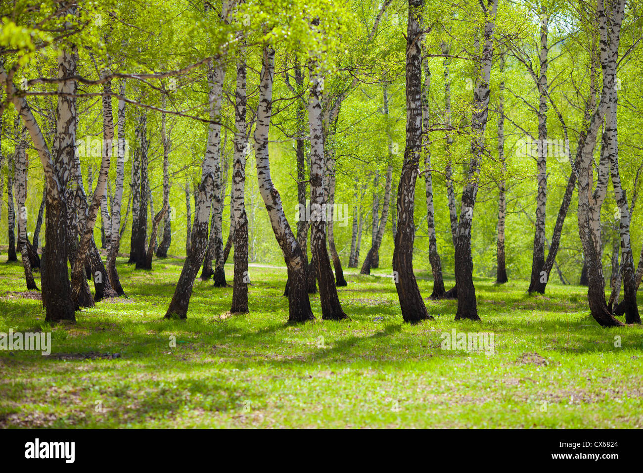 Birch forest russia hi-res stock photography and images - Alamy