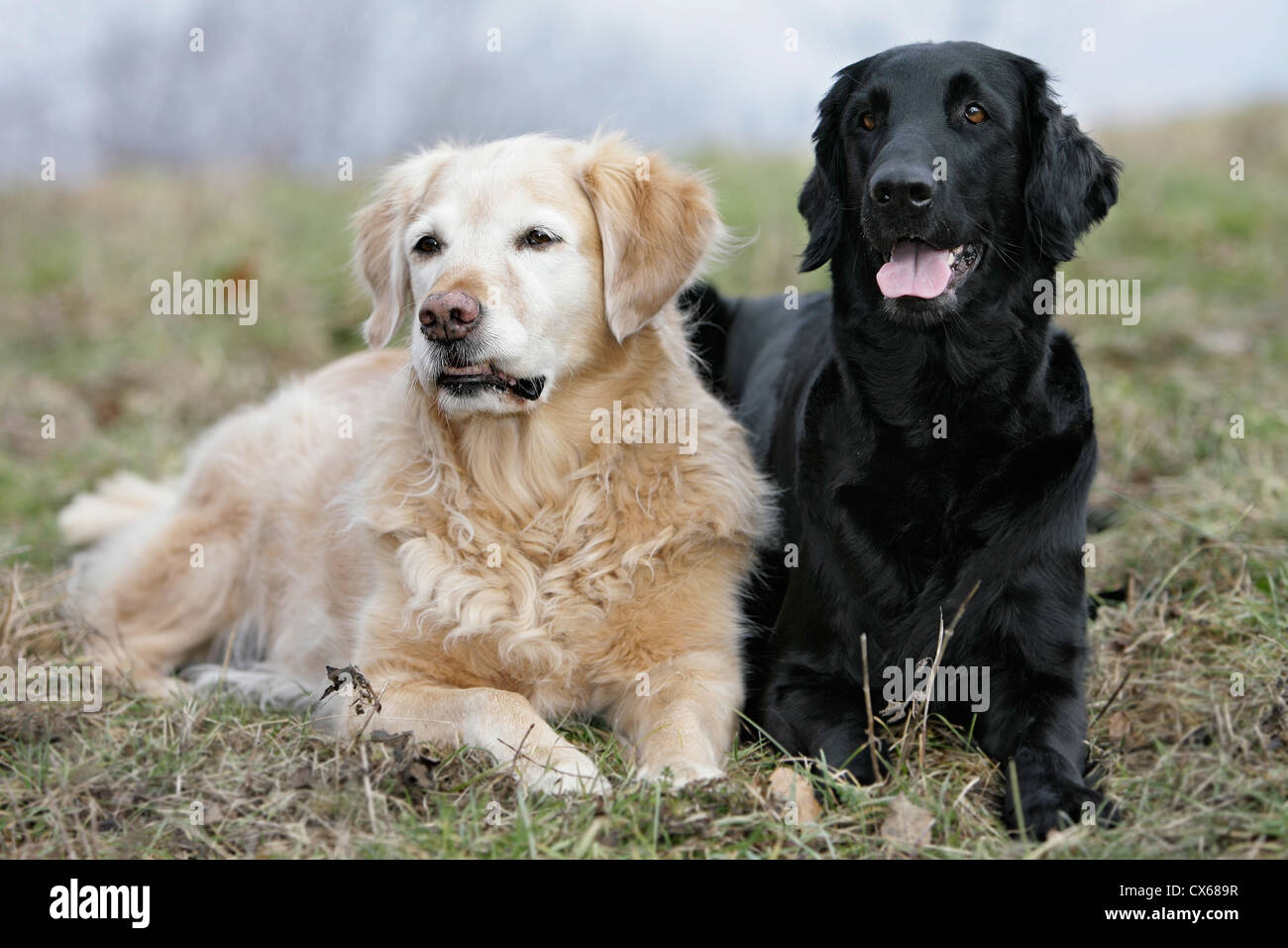 Flat Coated and Golden Retriever Stock Photo - Alamy