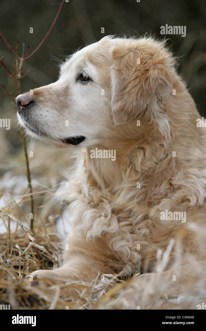 Senior golden retriever hi-res stock photography and images - Alamy