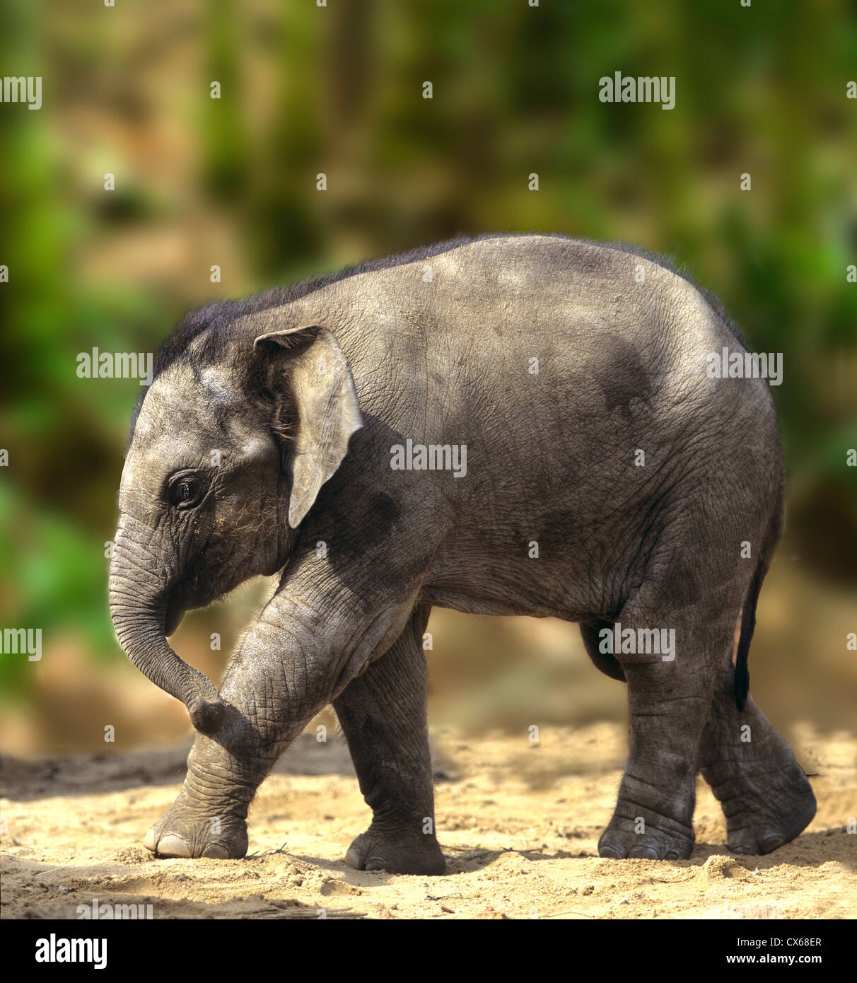 Asian Elephant, Indian Elephant (Elephas maximus) Stock Photo