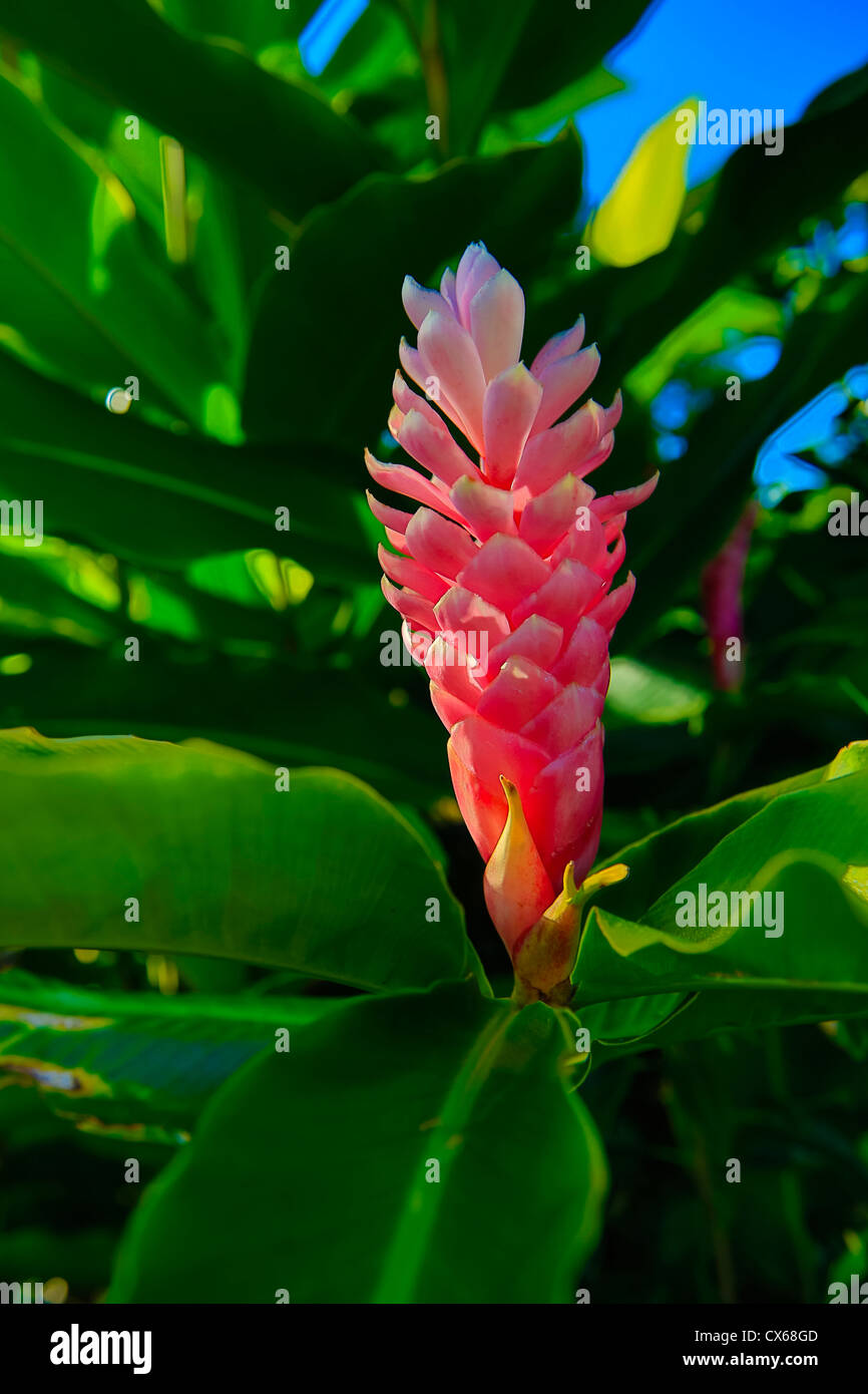 Pink Ginger Flower High Resolution Stock Photography And Images Alamy Pink Ginger Flower High Resolution Stock Photography And Images Alamy