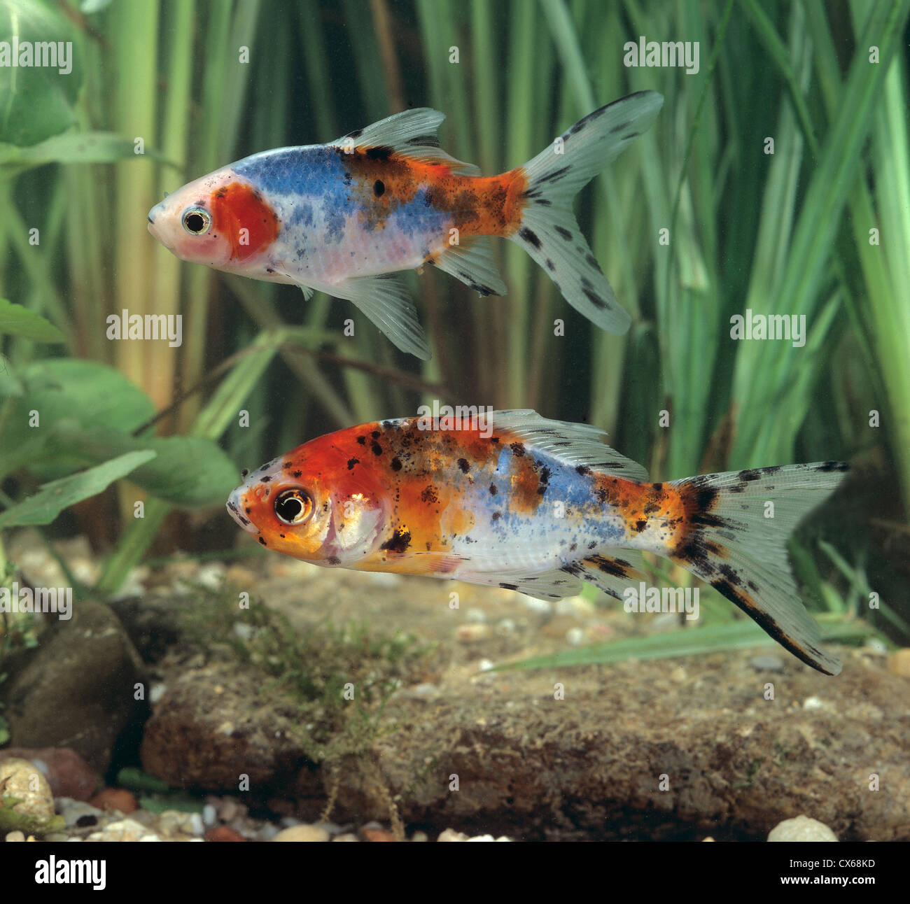 Shubunkin, Goldfish (Carassius auratus) Stock Photo
