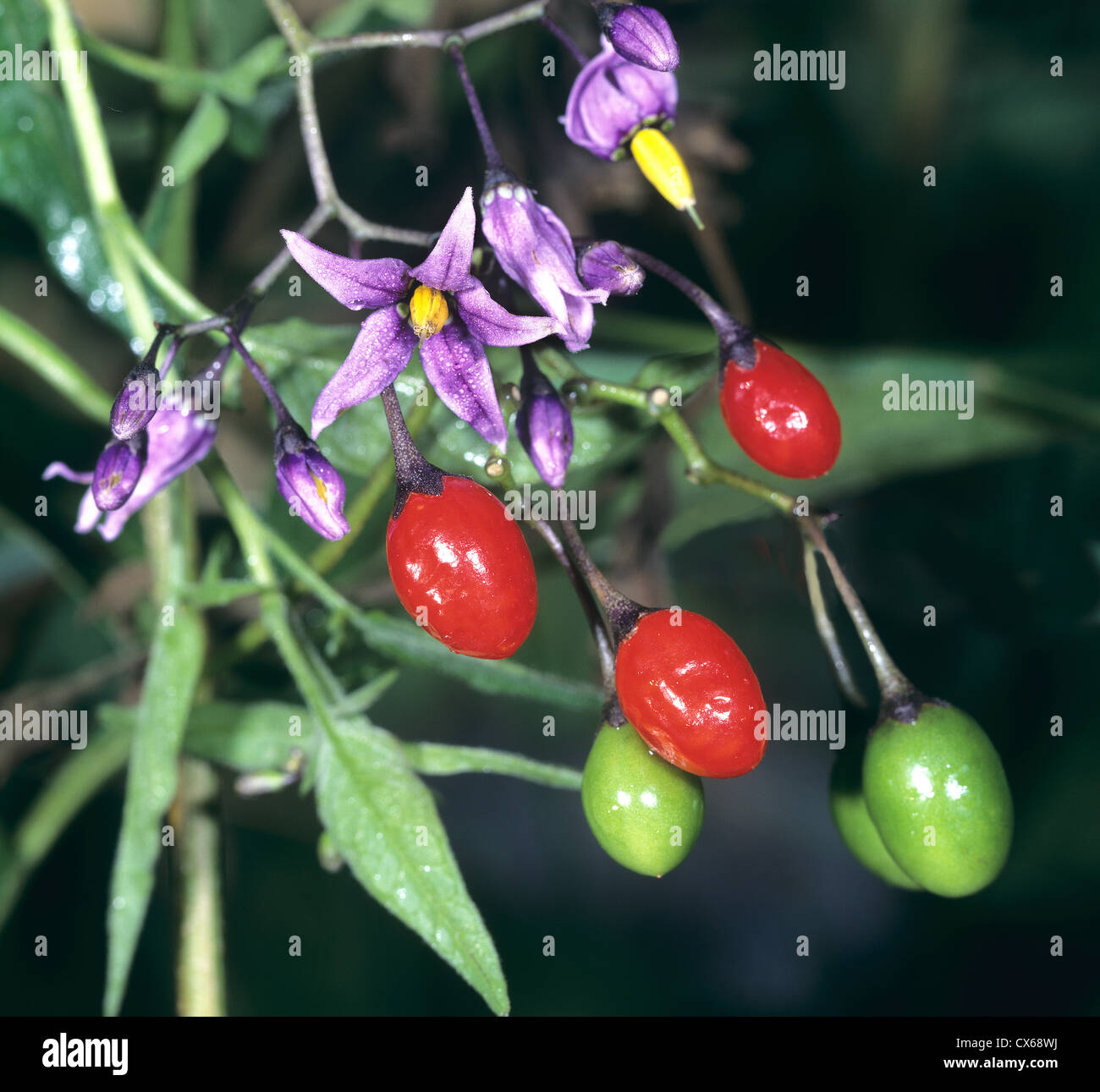 Bittersweet Nightshade, Deadly Nightshade (Solanum dulcamara), flowering plant with berries Stock Photo