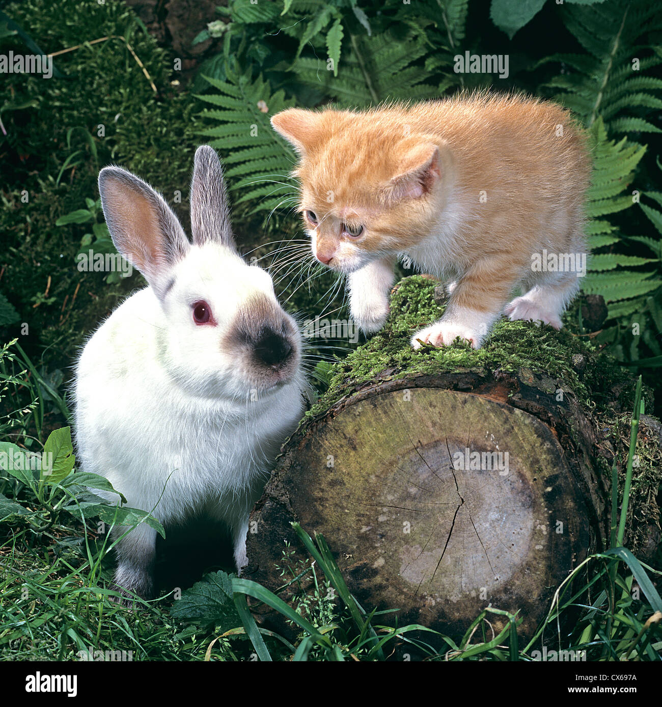 Domestic Cat. Kitten next to a domestic rabbit, which seems to be ...