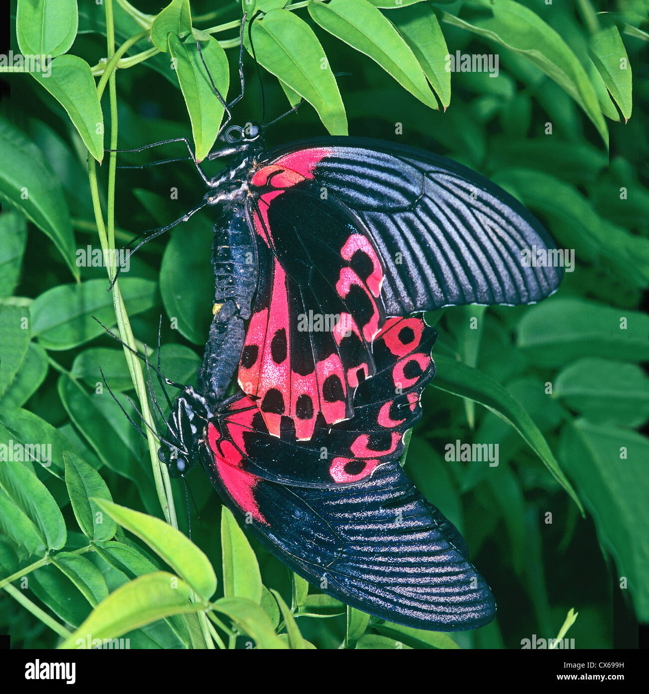 Scarlet Mormon (Papilio rumanzovia), mating Stock Photo