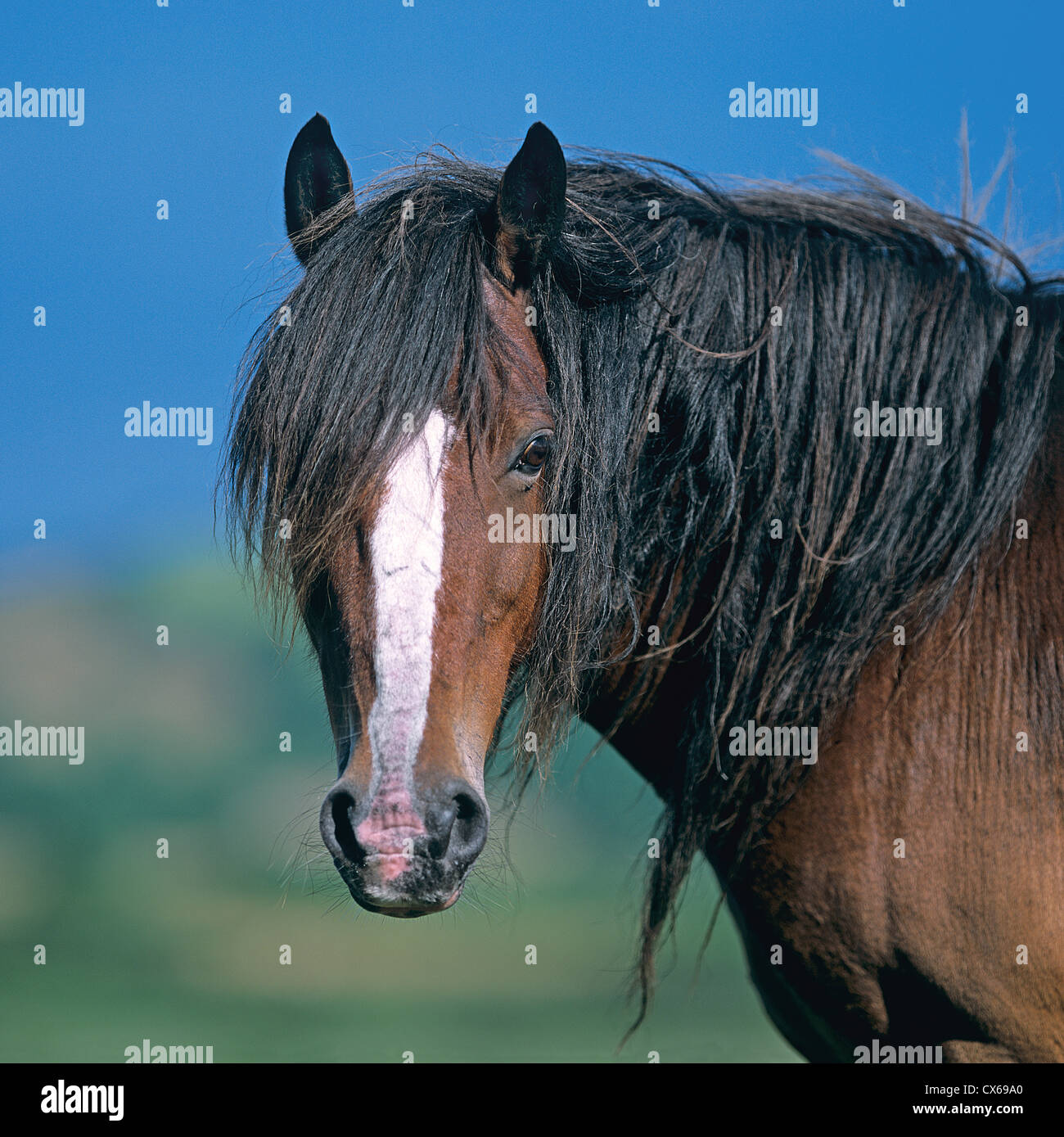 Welsh pony section d hi-res stock photography and images - Alamy