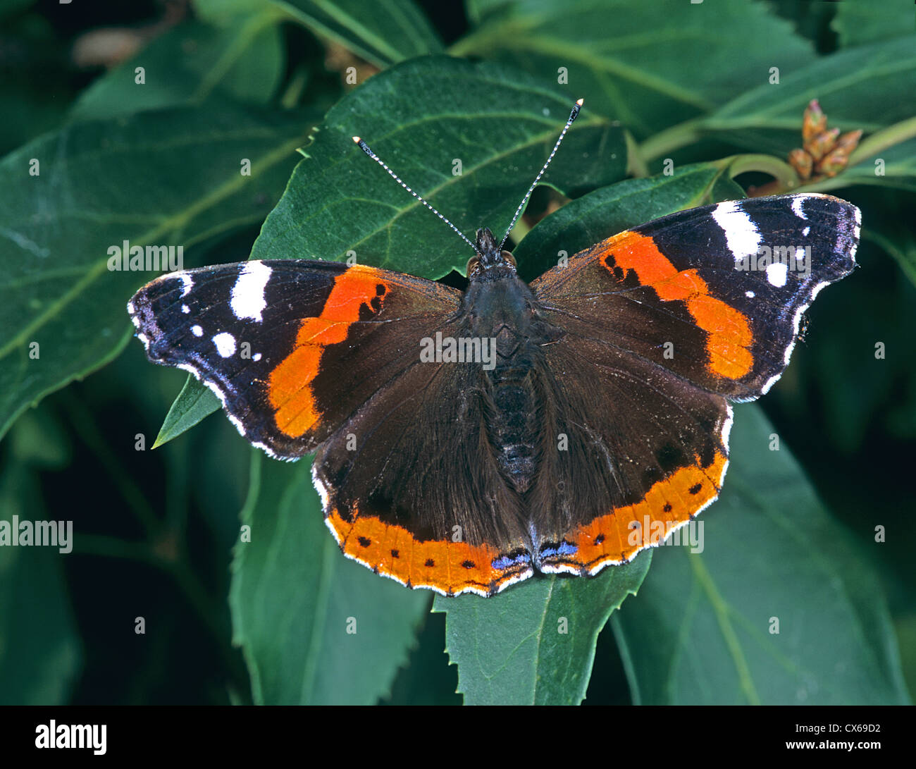 Red Admiral (Vanessa atalanta) taking a sunbath on a leaf Stock Photo