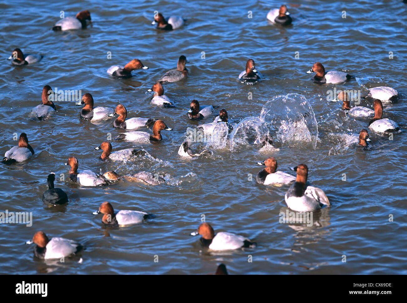 Common Pochard (Aythya ferina). Aggregation of drakes in winter, diving for food, England Stock Photo