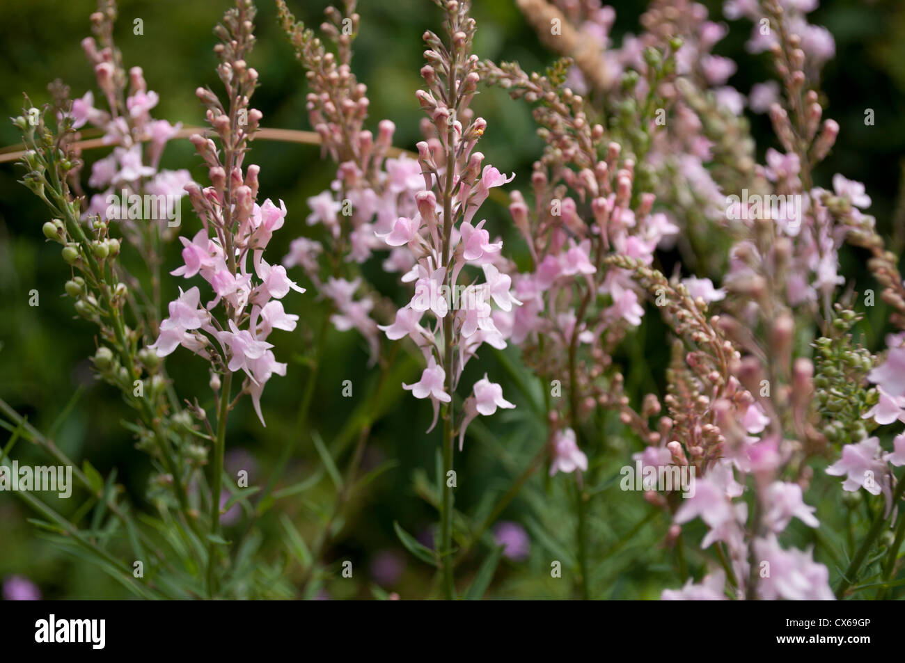 Linaria Purpurea growing on waste ground, East Sussex. Stock Photo