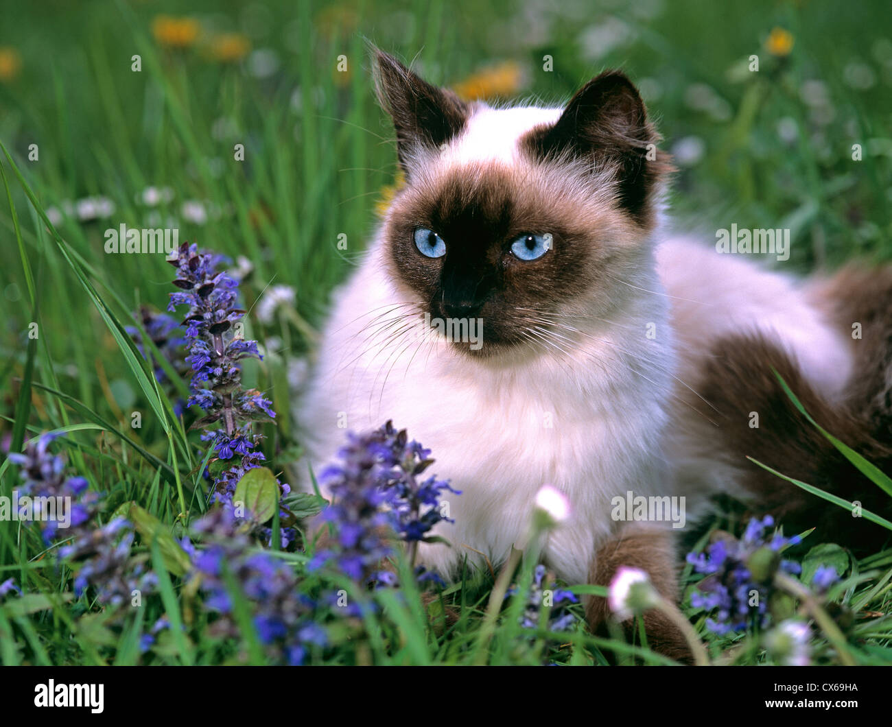 Thai Cat Stock Photo