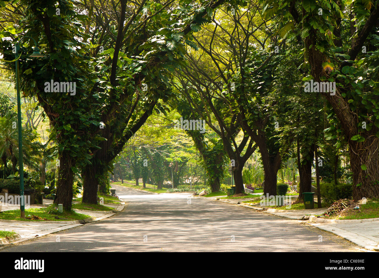 Paved road canopied by trees Stock Photo
