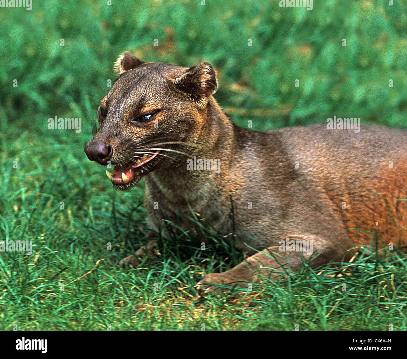 Fossa (Cryptoprocta ferox), adult lying in grass Stock Photo