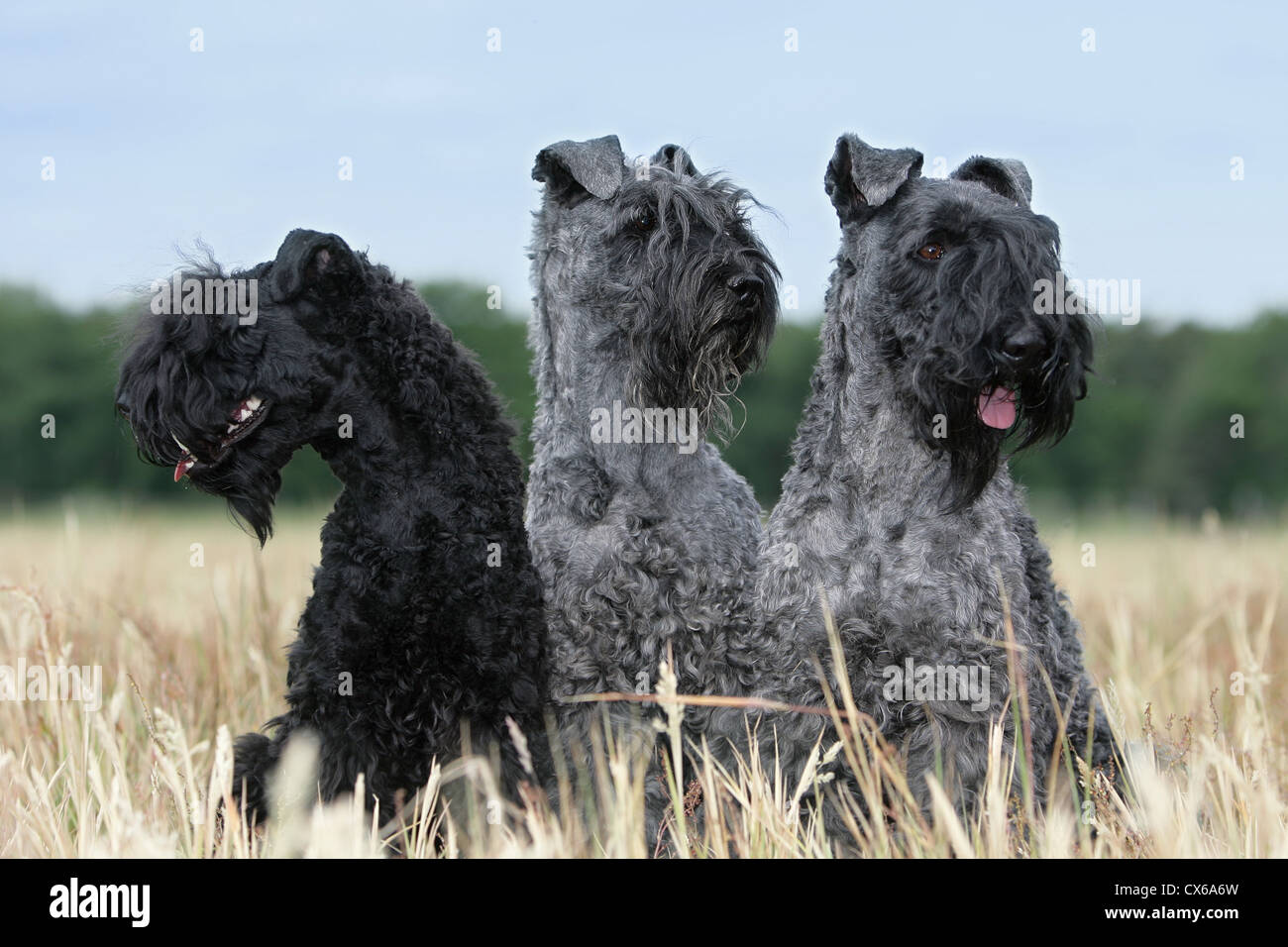 Caroline's Treasures Bandiera Da Giardino Kerry Blue Terrier – 28x38 Cm, Stampata Su Entrambi I Lati, Resistente Alle Intemperie