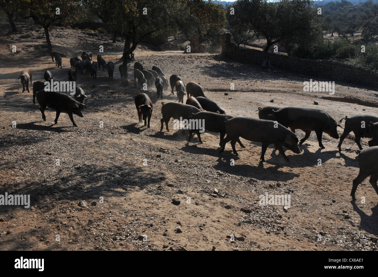 Pata negra, Iberian pigs trotting in dust on parched dry land, hot summer day, Encina oak trees, Sierra. Stock Photo