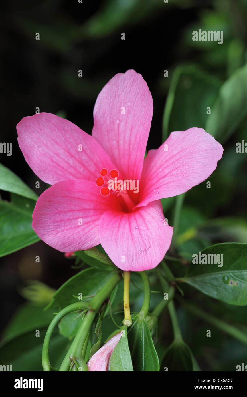 Beautiful pink hibiscus flower Stock Photo - Alamy