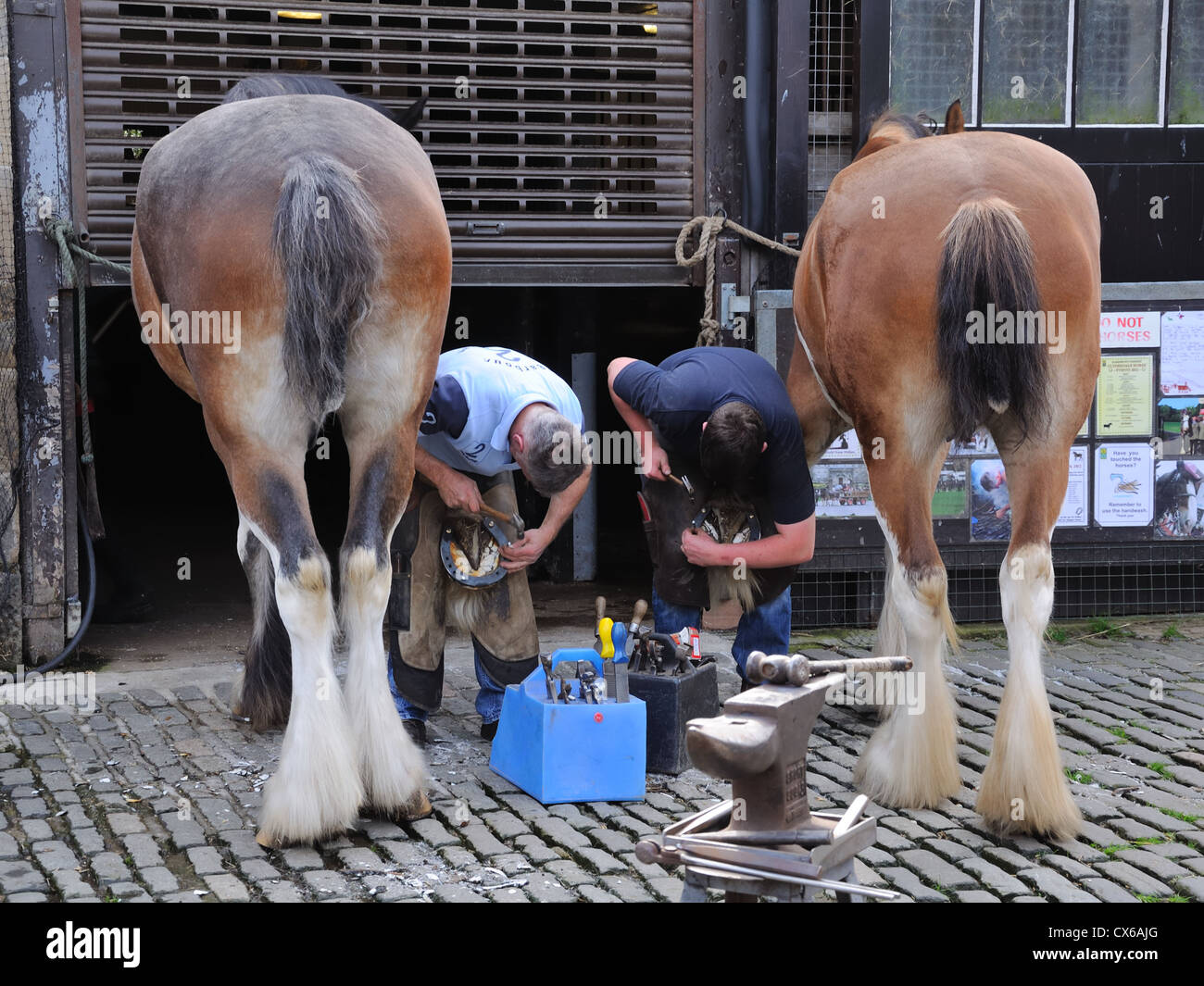 Farriers shoeing Clydesdale horses in Pollok Country Park, Glasgow Stock Photo