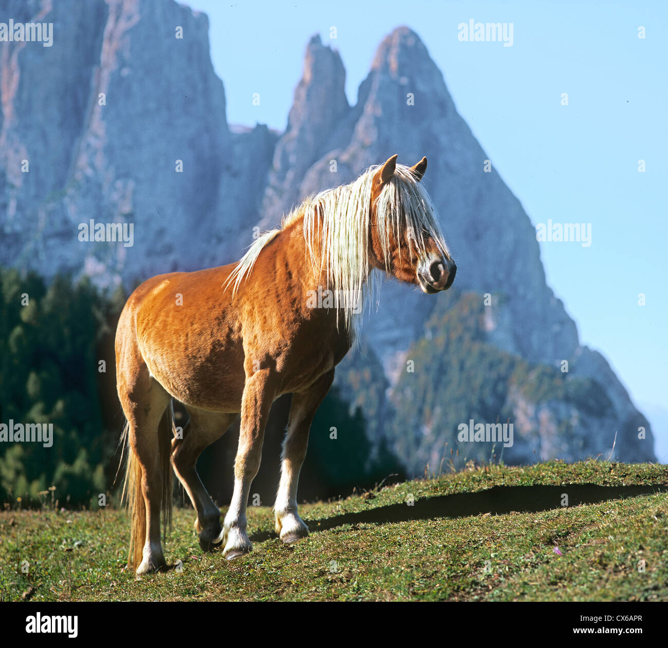 Haflinger Horse standing with the mountain Schlern in background Stock Photo