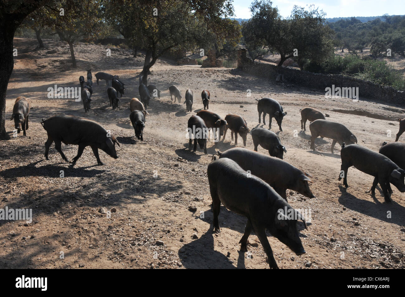 Pata negra pig hi-res stock photography and images - Alamy