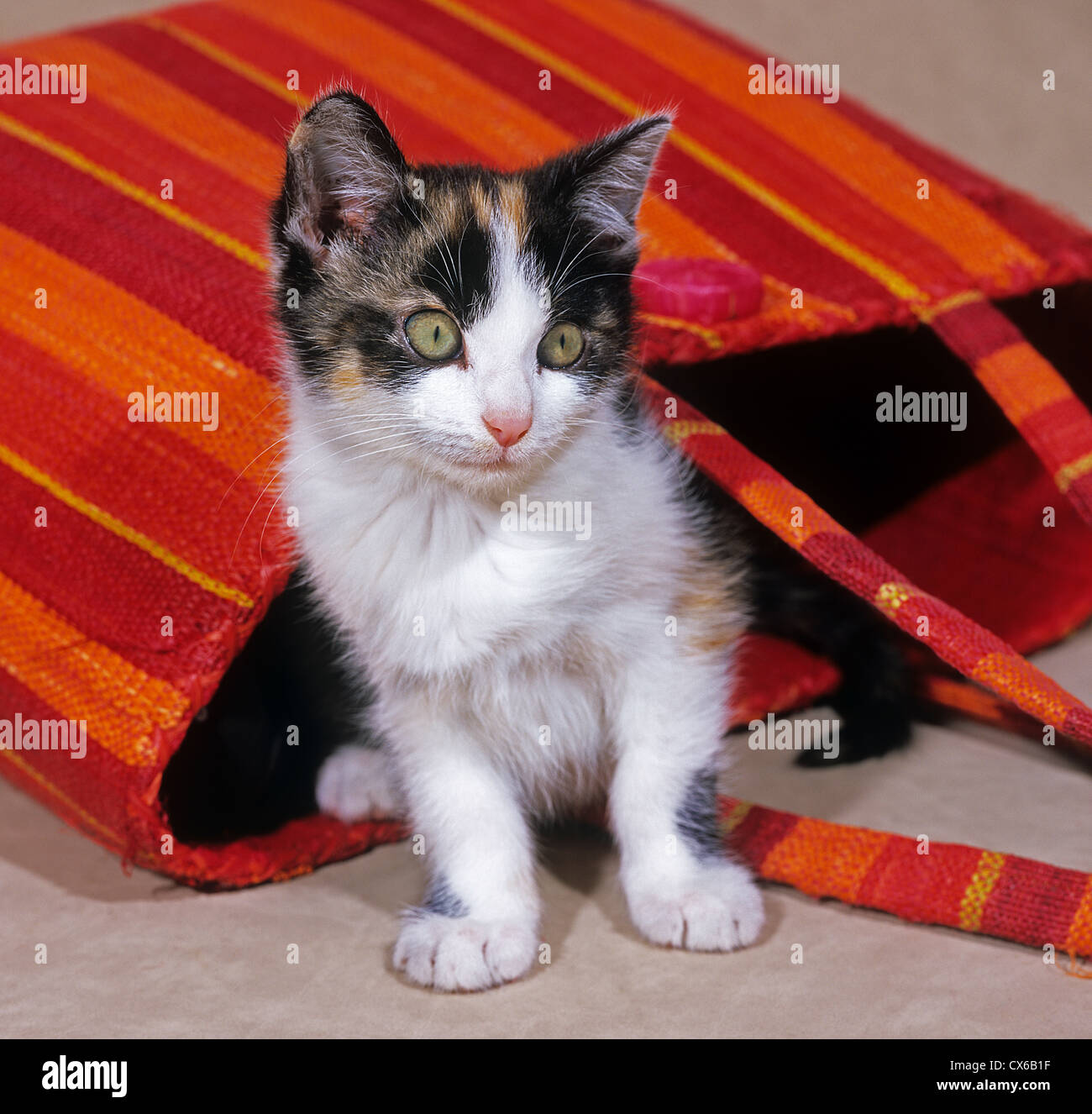 Domestic Cat. Tricolored kitten playing in a red bag Stock Photo