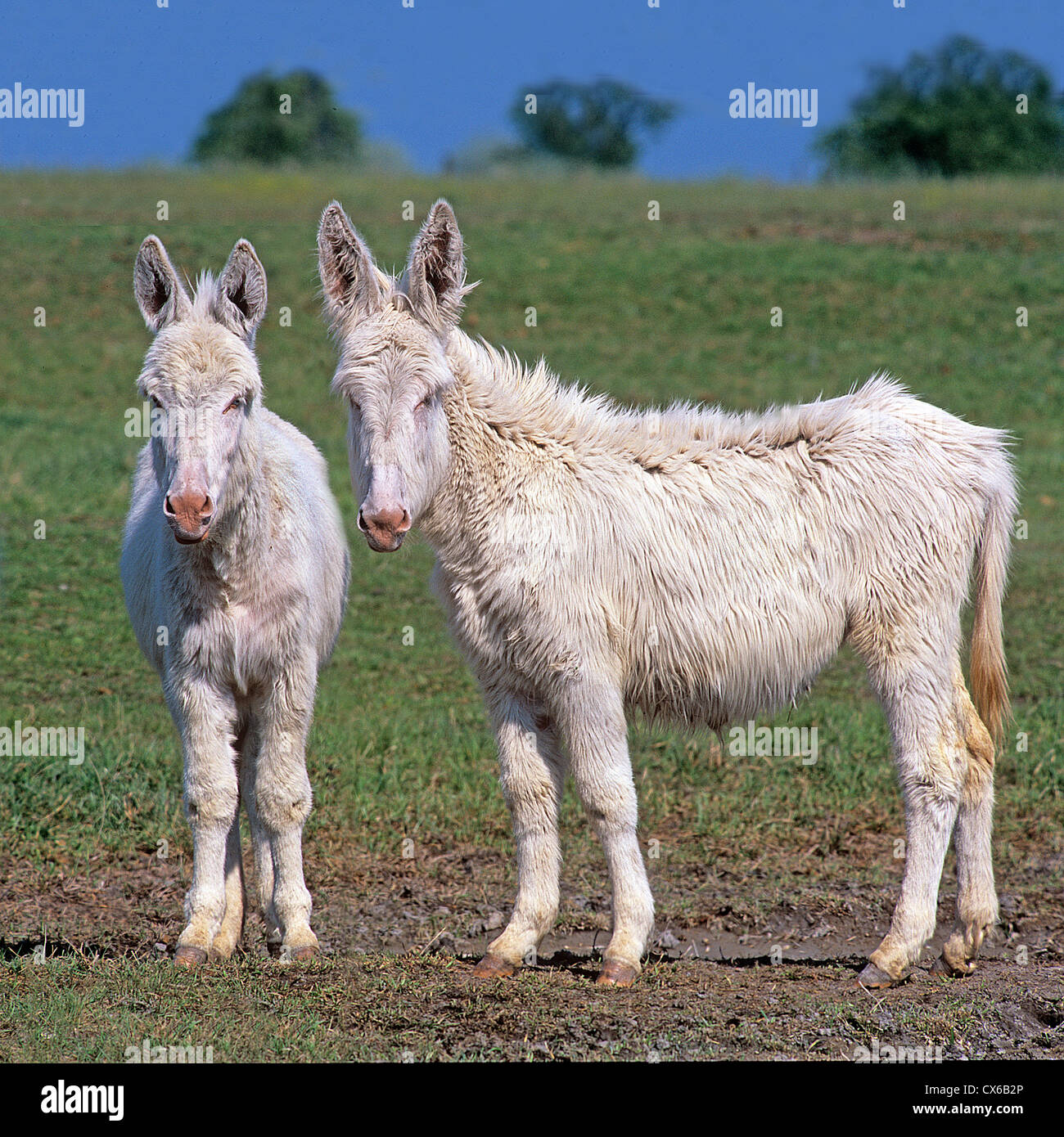 European White Donkey (Equus asinus asinus) Stock Photo