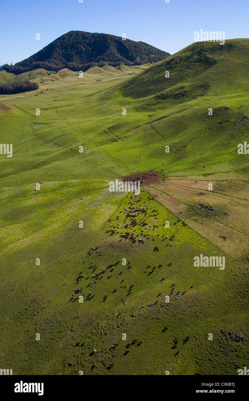 Cattle, Ranch Land, Kohala Mountain Road , Route 250, North Kohala, Big