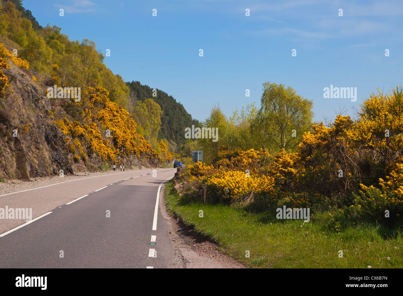 Broom on road beside Loch Ness, near Inverness, Highland Region, Scotland Stock Photo