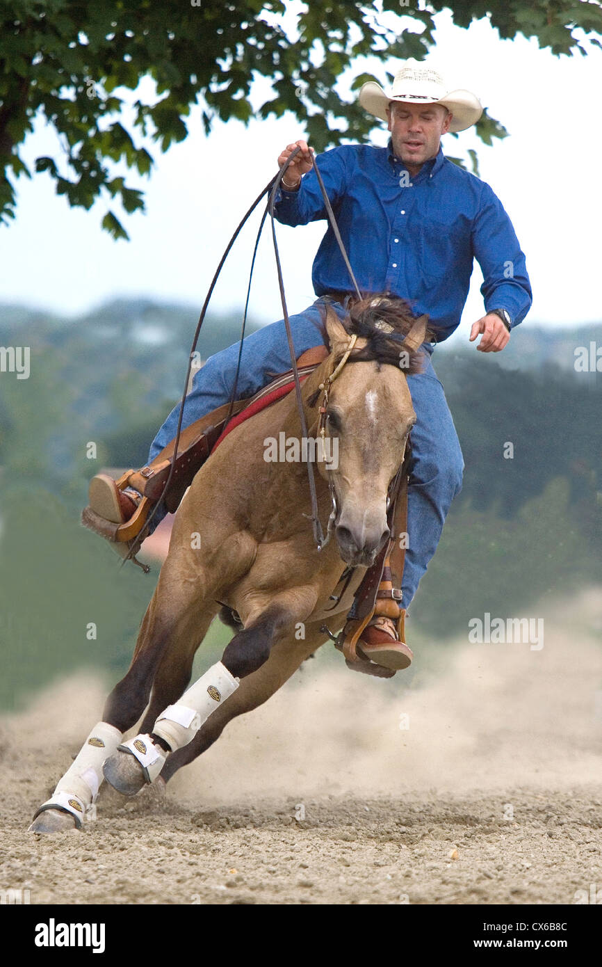 Quarterhorse, American Quarter Horse with rider in a gallop while