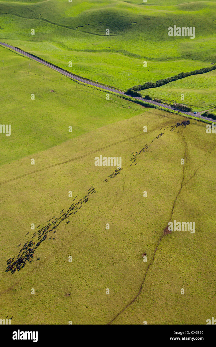Cattle, Ranch Land, Kohala Mountain Road , Route 250, North Kohala, Big