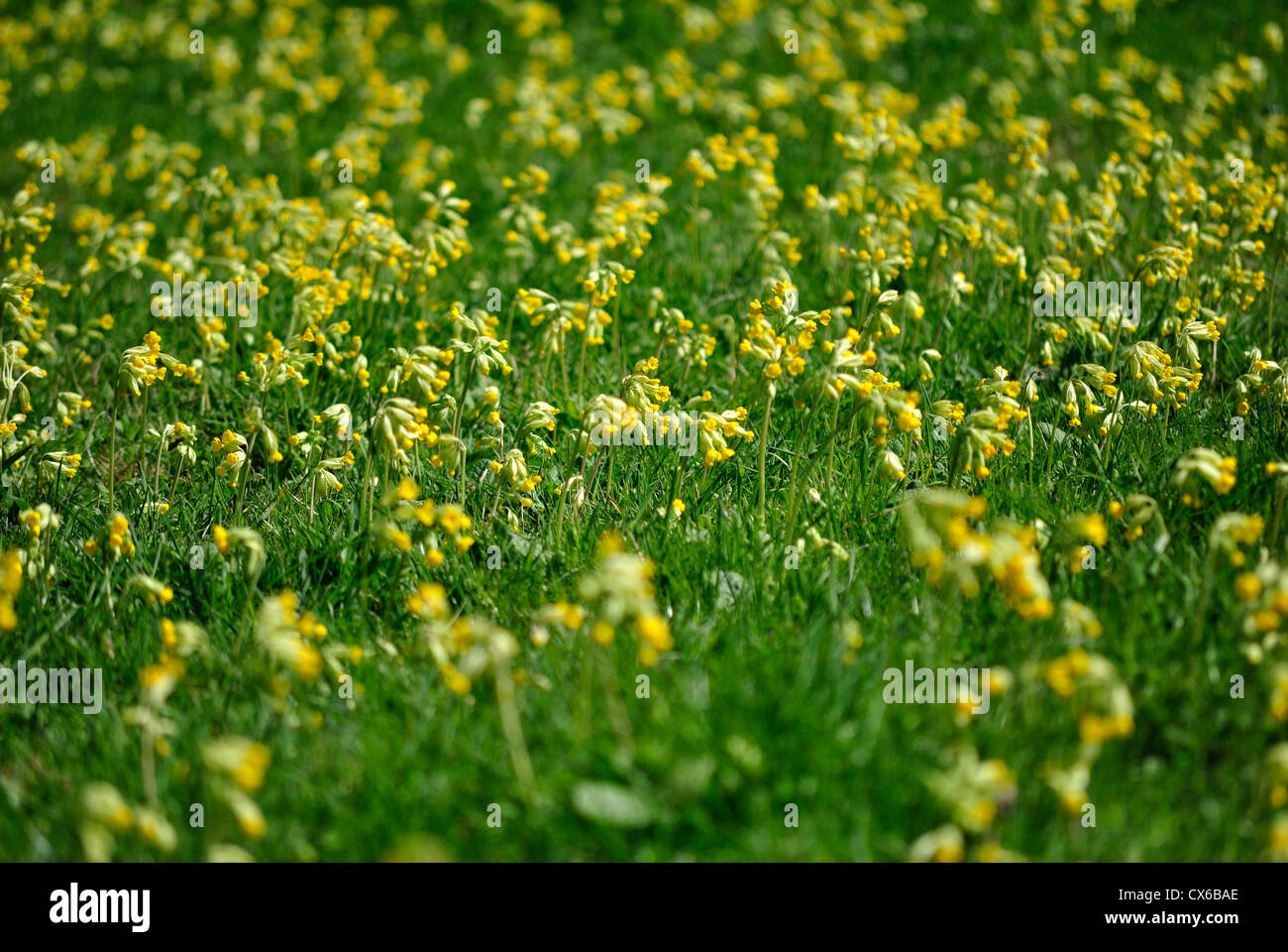 A field full of yellow Cowslip flowers, Primula veris, in Leicestershire, England. Stock Photo