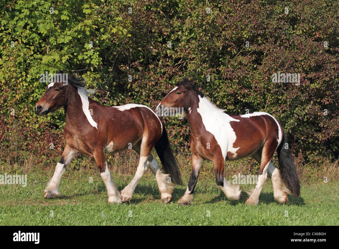 Gypsy Vanner Horse, Tinker Stock Photo - Alamy