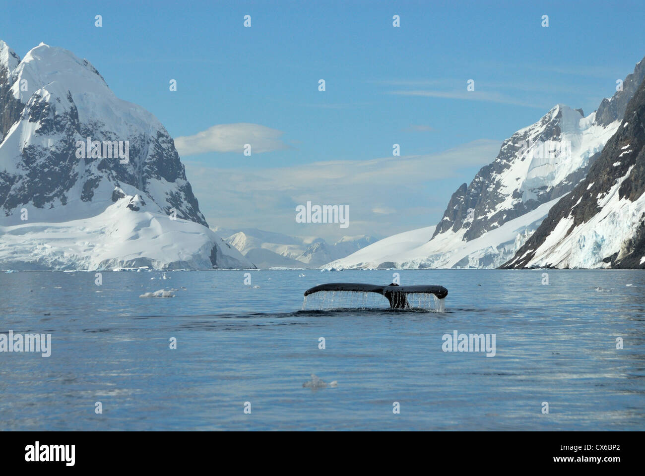 Humpback Whale tail Stock Photo