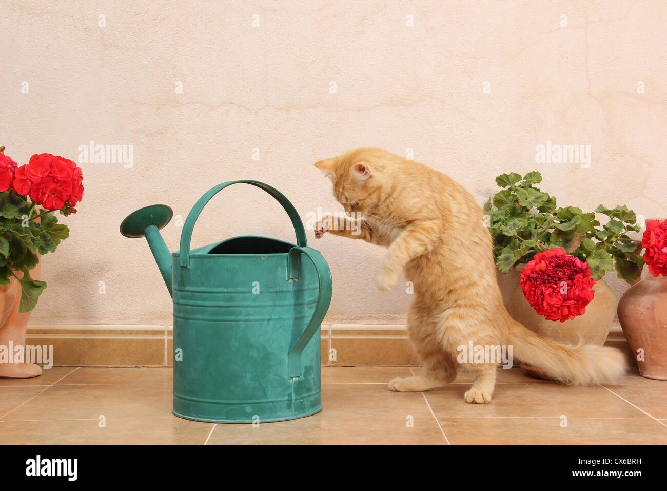 Domestic Cat. Red tabby kitten investigating a green watering can Stock ...