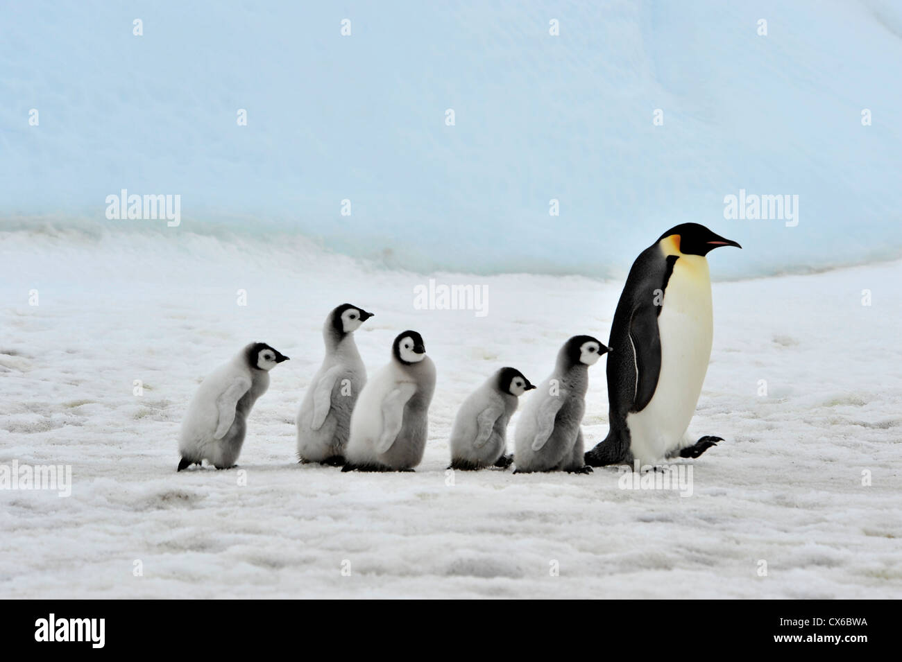 Blue penguin chick hi-res stock photography and images - Page 2 - Alamy Blue penguin chick hi-res stock photography and images - Page 2 - Alamy