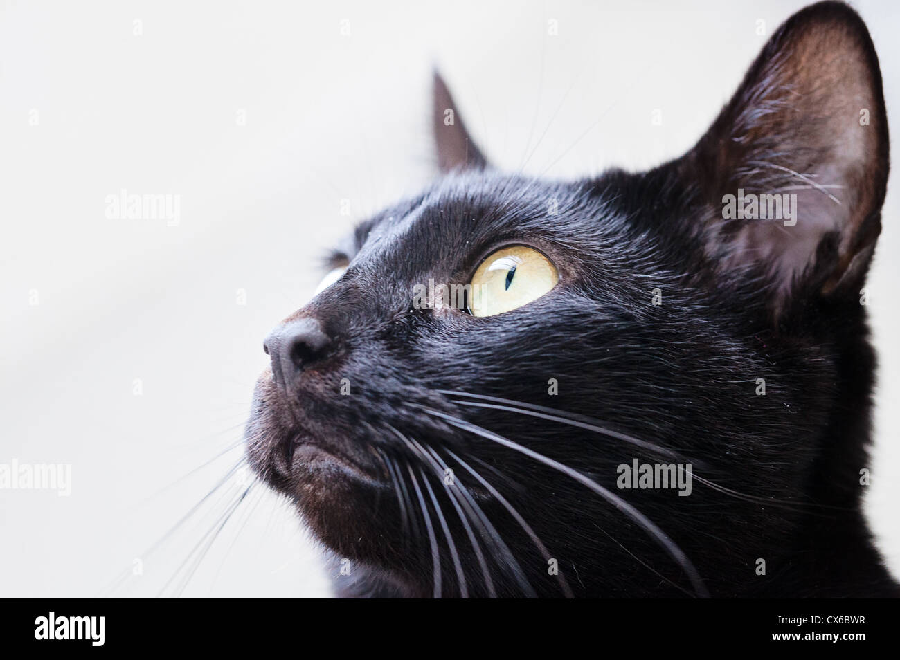 Profile Portrait Of A Black Cat Stock Photo Alamy Profile Portrait Of A Black Cat Stock Photo Alamy