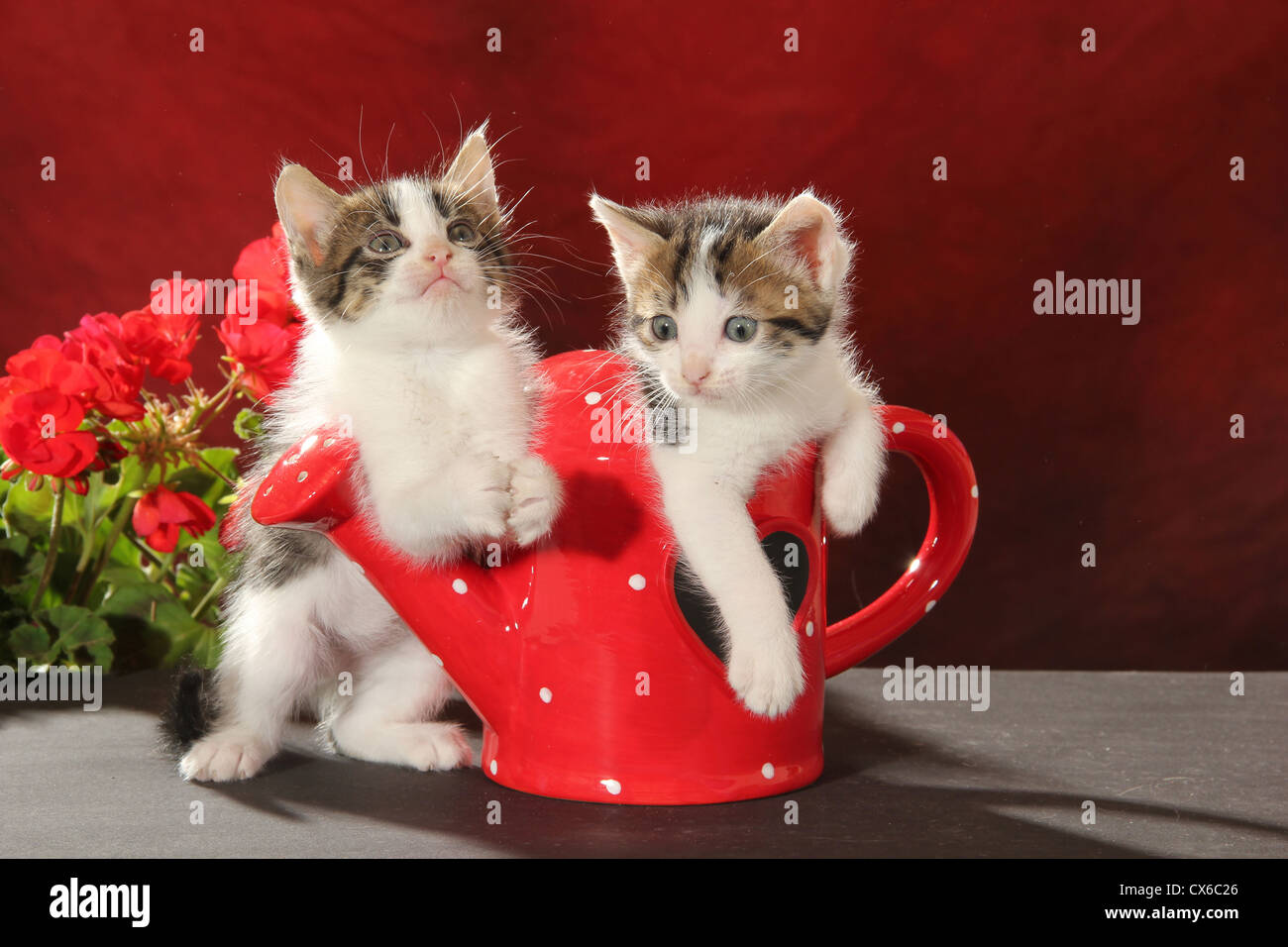 Domestic Cat. Two kittens in a red watering can Stock Photo - Alamy