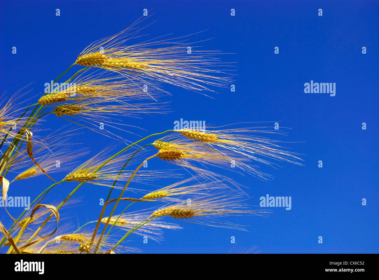 Wheat ears against the blue sky Stock Photo - Alamy