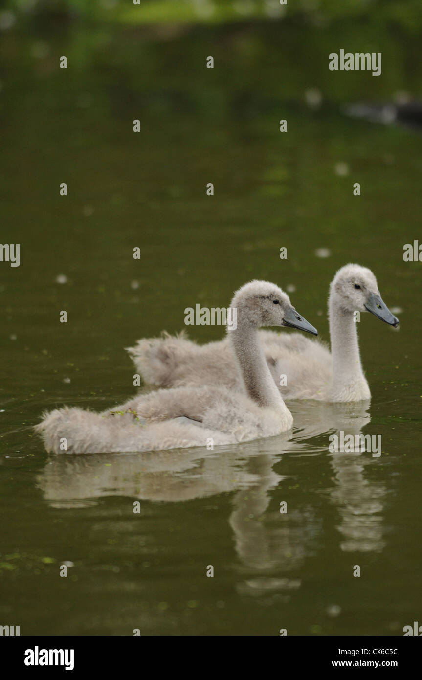 young mute swans Stock Photo Alamy