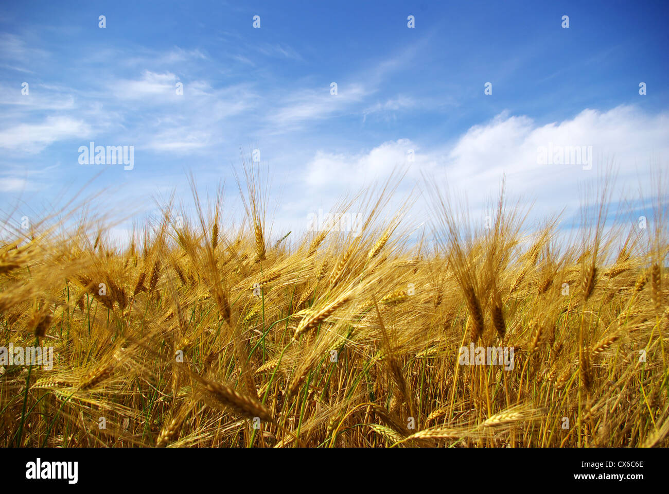 Wheat ears against the blue sky Stock Photo - Alamy