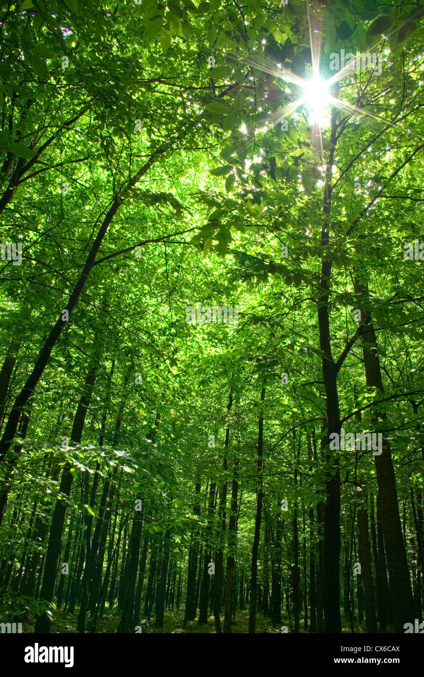 Early morning sun in the forest Stock Photo Alamy