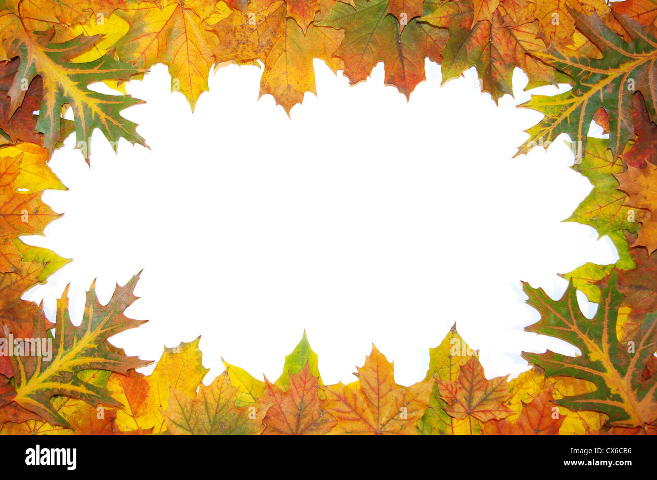 Frame with colored autumn maple leaves - white background Stock Photo ...