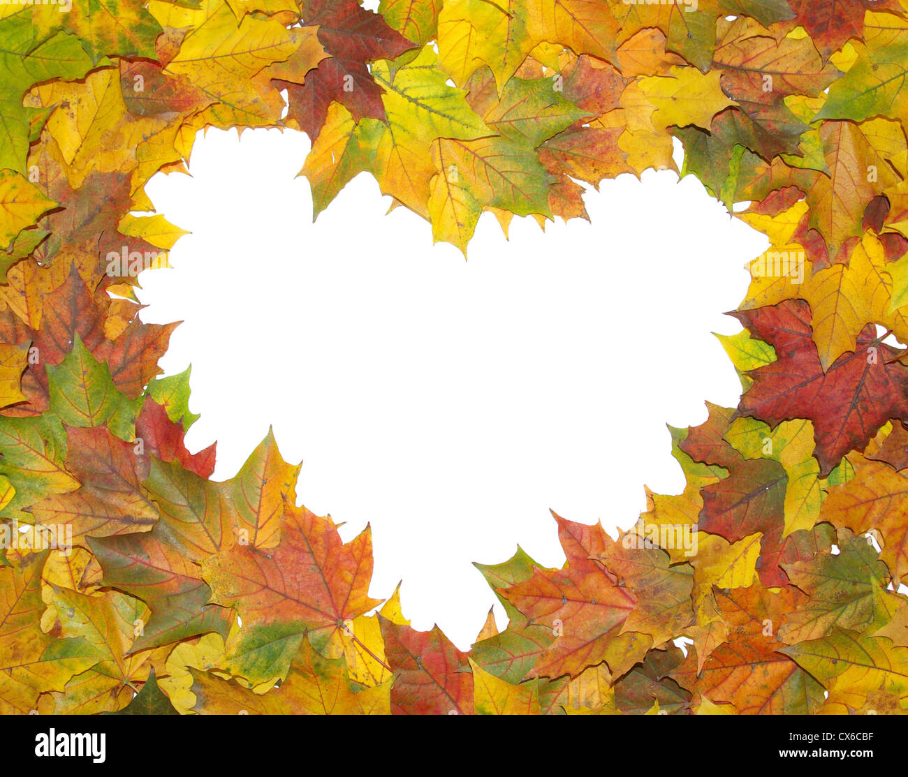 Frame with colored autumn maple leaves - white background Stock Photo ...