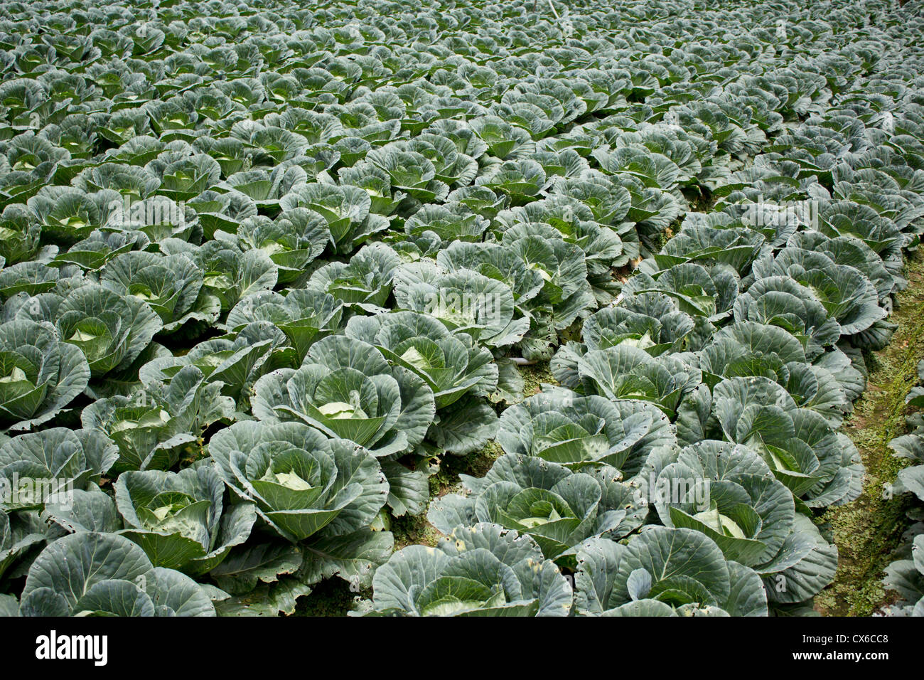 Meadow cabbage hires stock photography and images Alamy