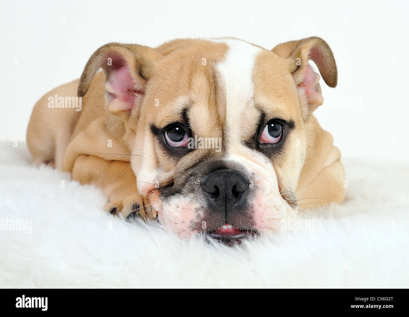 English Bulldog Pup on white background Stock Photo