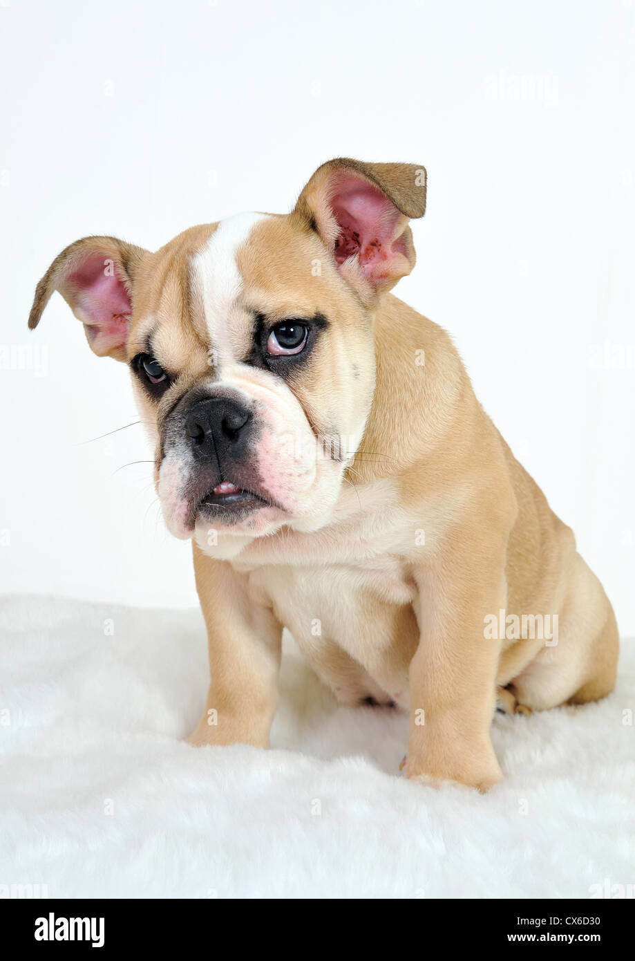 English Bulldog Pup on white background Stock Photo