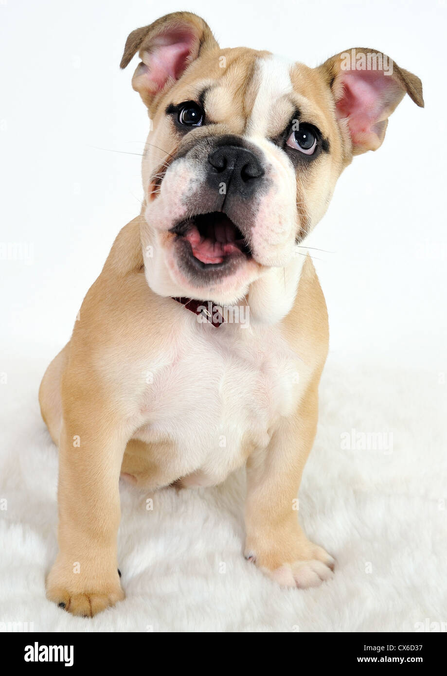 English Bulldog Pup on white background Stock Photo