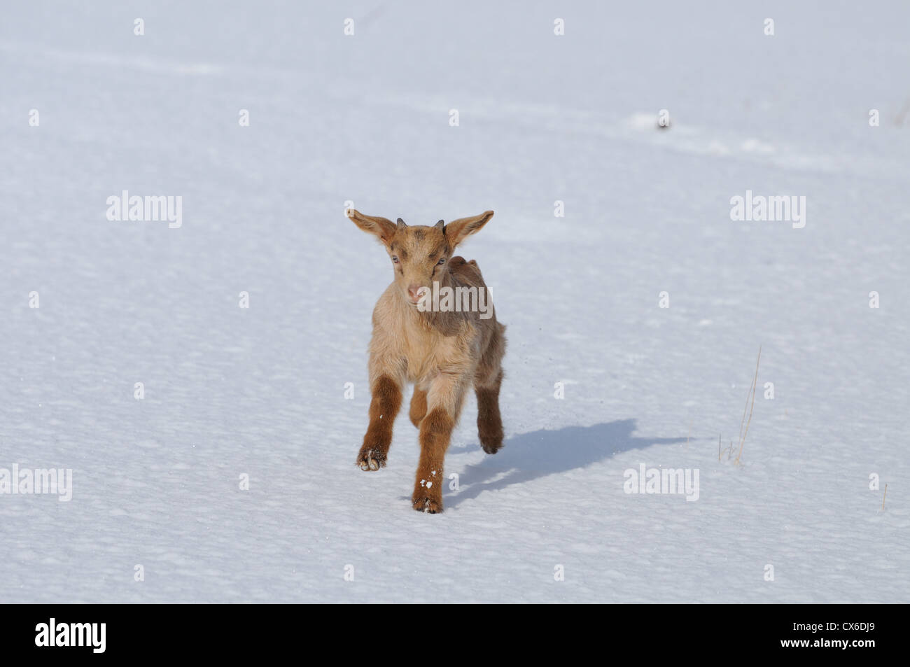 young goat Stock Photo